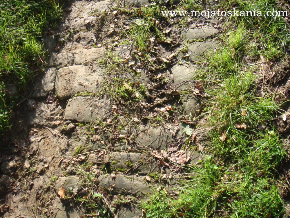 Capannole droga na oliwki