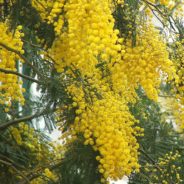 Mimosa i mimoza. Auguri a tutte le donne del mondo