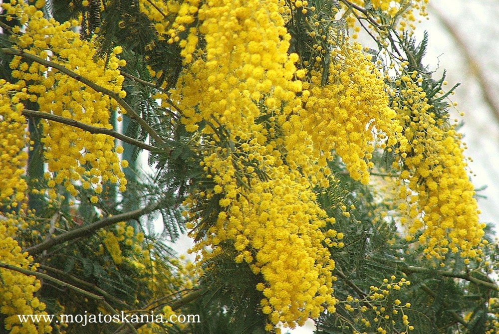 zlota mimosa ikona