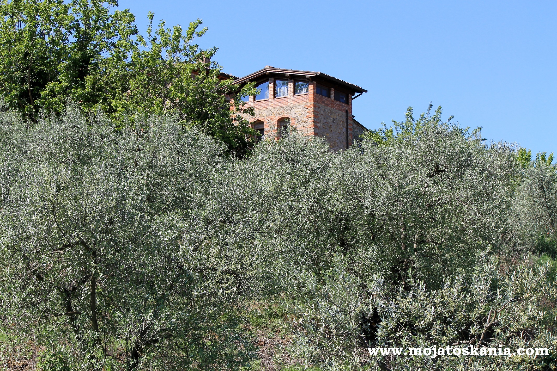 dom wsrod drzew oliwnych ikona