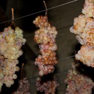 Vin Santo, nektar Toskanii. Etap pierwszy – suszenie winogron.