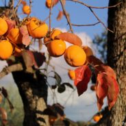 Ciepły listopad i pommi prosto z drzewa